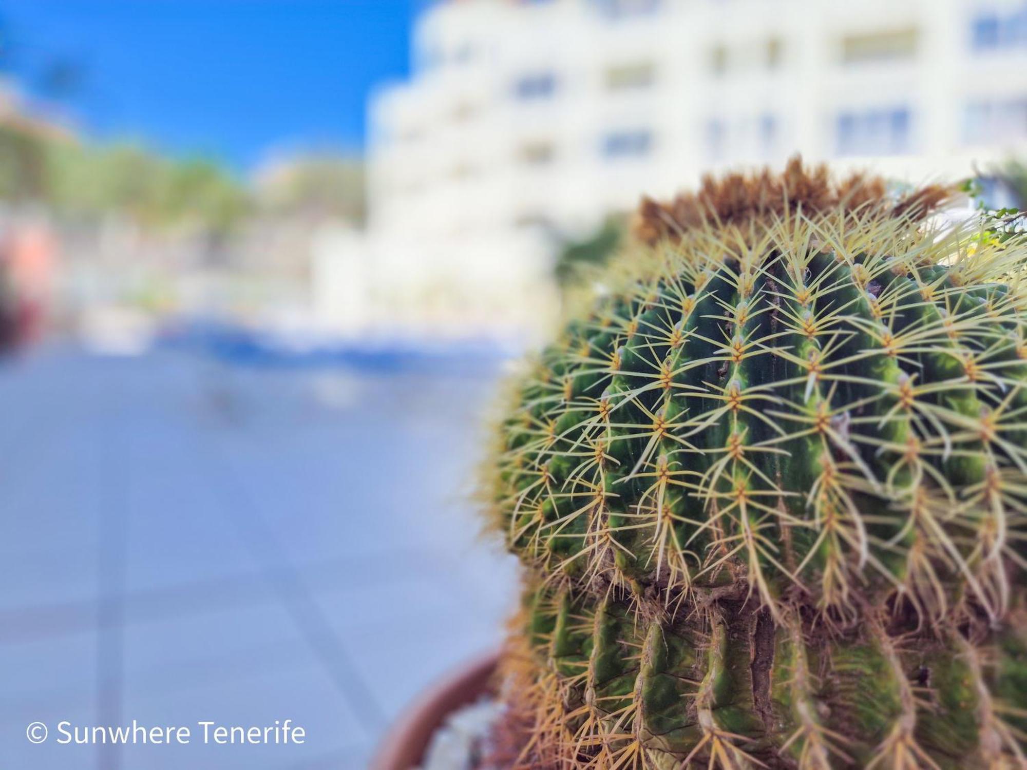 Mona'S Point Tenerife - Aircon, Private Parking And Heated Pool Сан Мигел де Абона Екстериор снимка